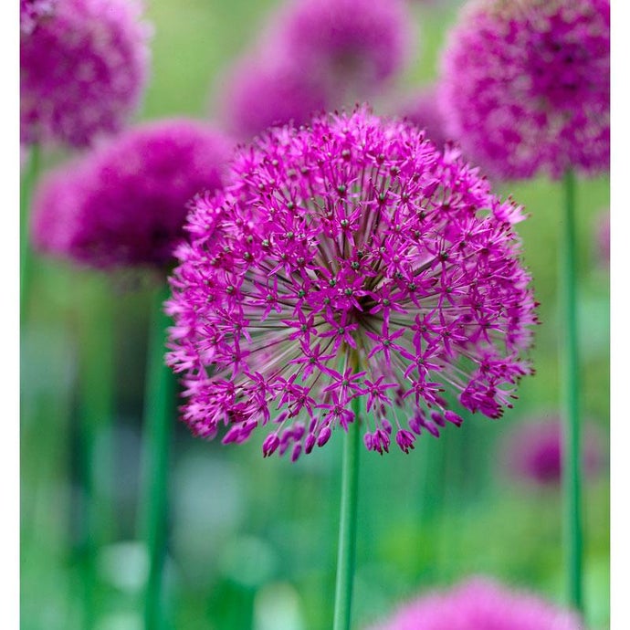 Allium Purple Sensation (Pack Of 12)