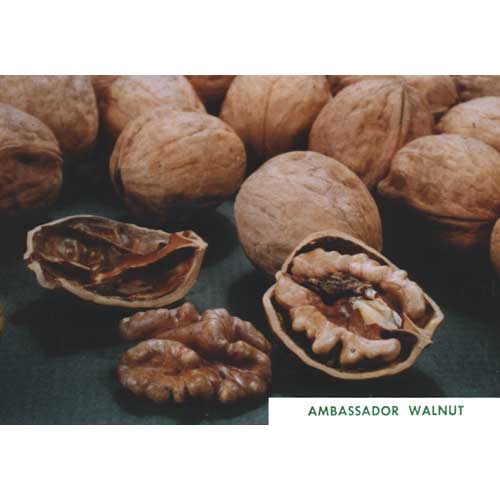 Ambassador Walnut Tree (Standard)