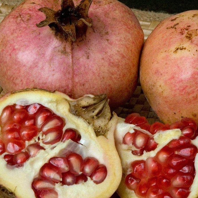 Ambrosia Pomegranate Tree (Standard) (Potted)