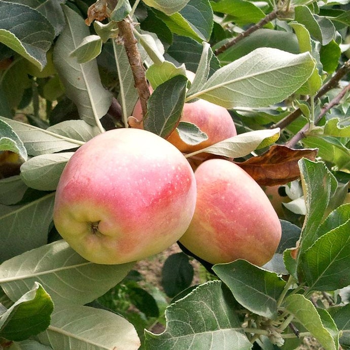 Anna Apple Tree (Semi-dwarf)