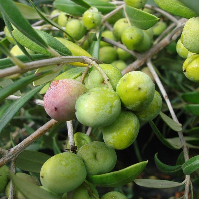 Arbequina Olive Tree (Standard) (Potted)