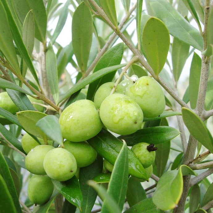 Arbosana Olive Tree (Standard) (Potted)