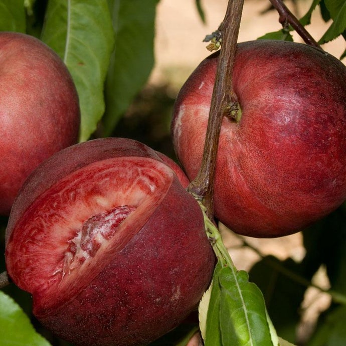 Arctic Glo White Nectarine Tree (Semi-dwarf)