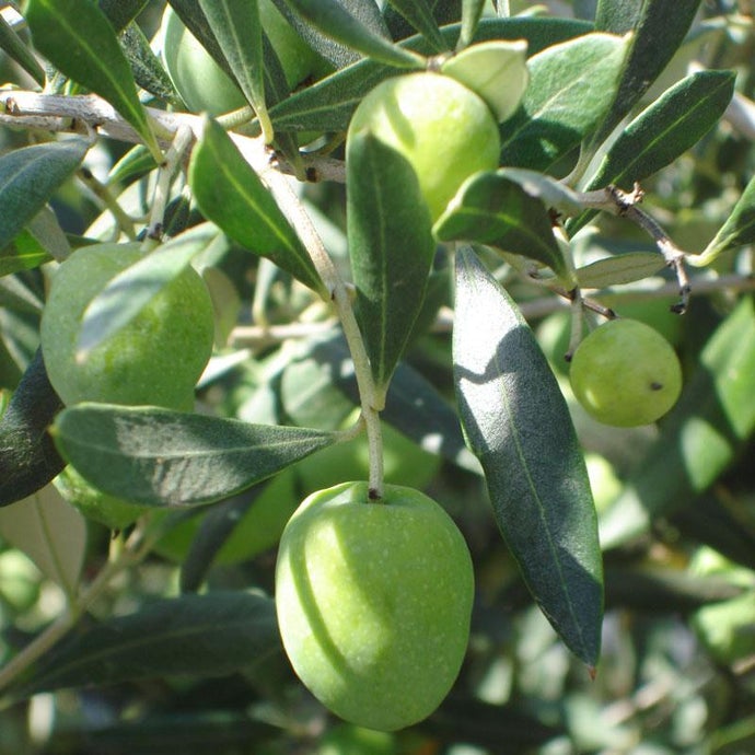 Ascolana Olive Tree (Standard) (Potted)