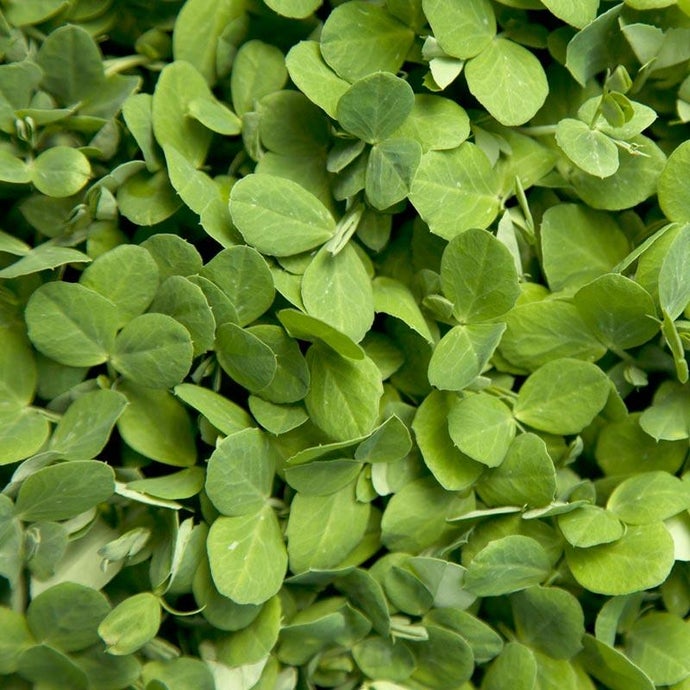 Austrian Winter Peas - Raw Seed (Lb)