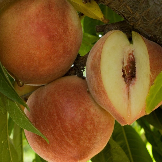 Babcock Peach Tree (Semi-dwarf)