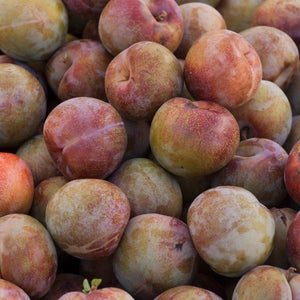 Pre-Order Your Bare Root Fruit Trees