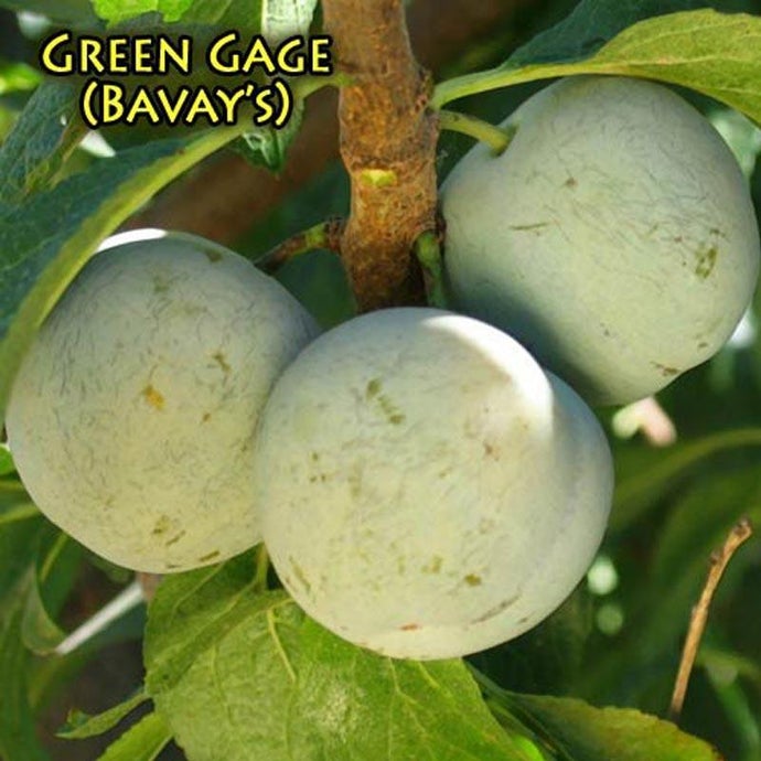 Bavay's Green Gage Plum Tree, European Type  (Semi-dwarf)