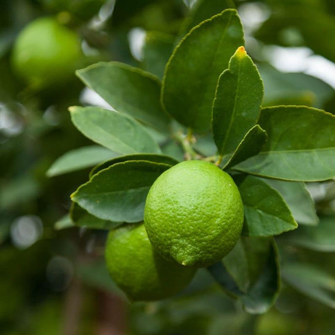 Bearss Lime Tree