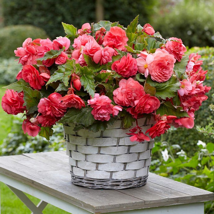 Begonia Odorata Pink Delight