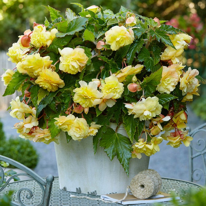 Begonia Odorata Sunny Dream