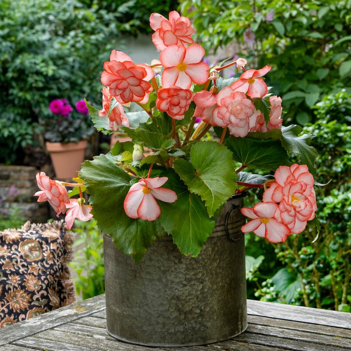 Begonia Picotee Rosebud