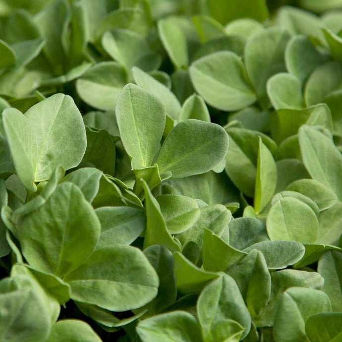 Bell Beans - Raw Seed (Lb)