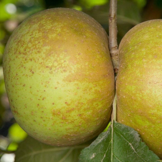 Belle de Boskoop Apple Tree (Semi-dwarf)