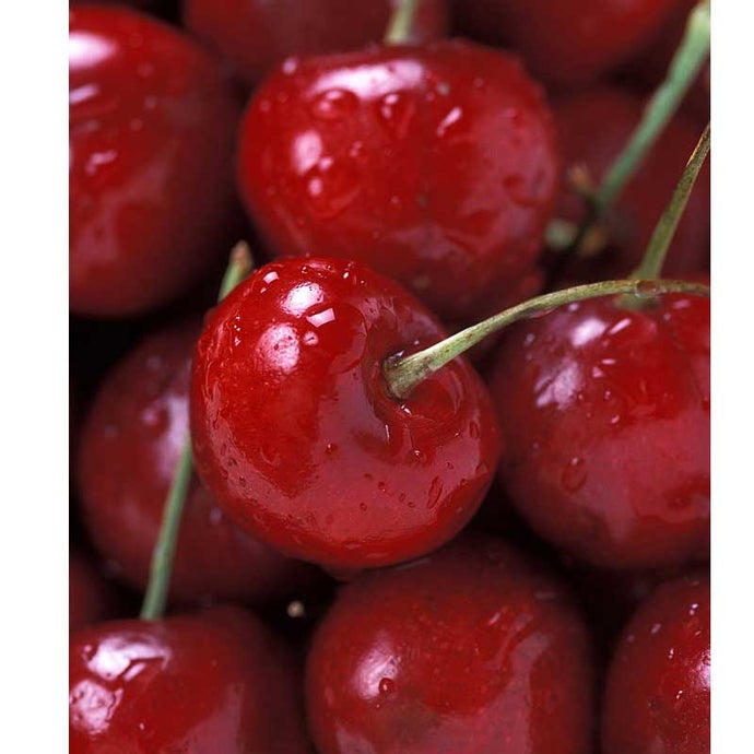 Bing Cherry Tree (Semi-dwarf)