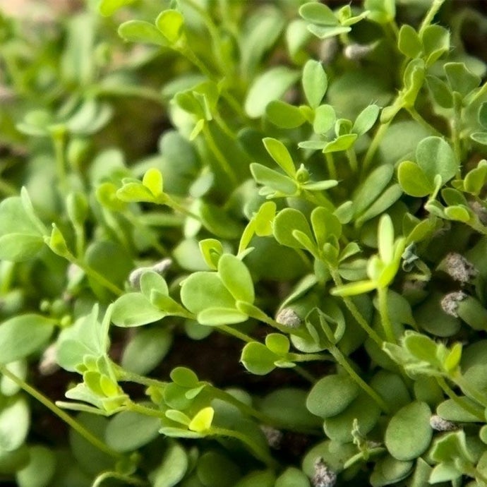 Birdsfoot Trefoil - Nitrocoated  Seed (Lb)