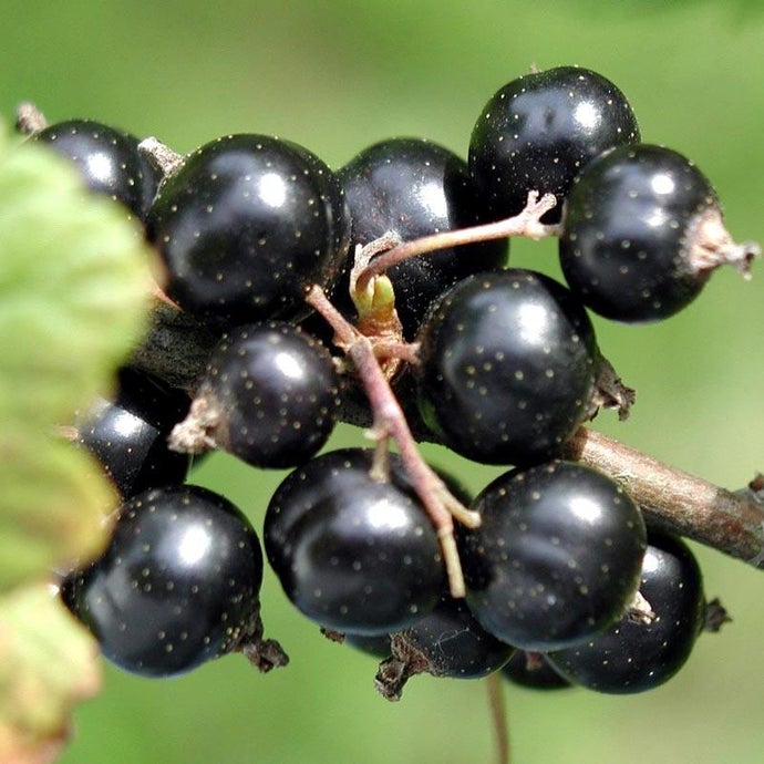 Black Currant - Consort (Each)