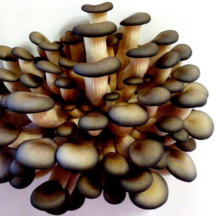 Black Oyster Mushroom Kit