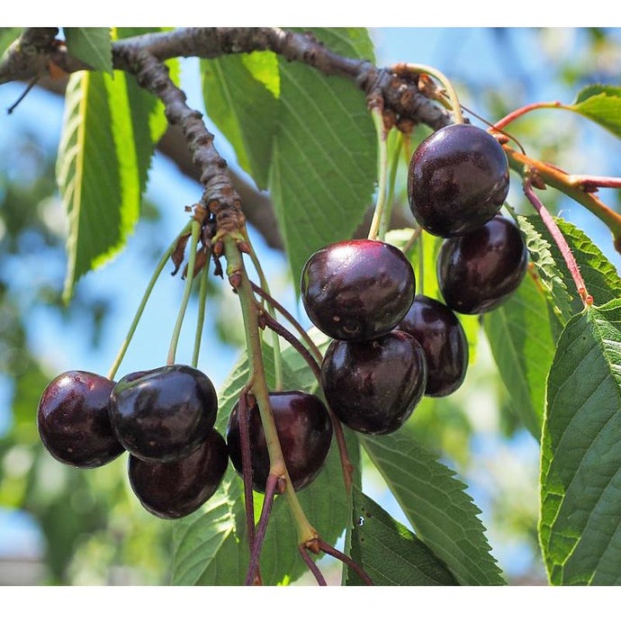 Black Tartarian Cherry Tree (Semi-dwarf)