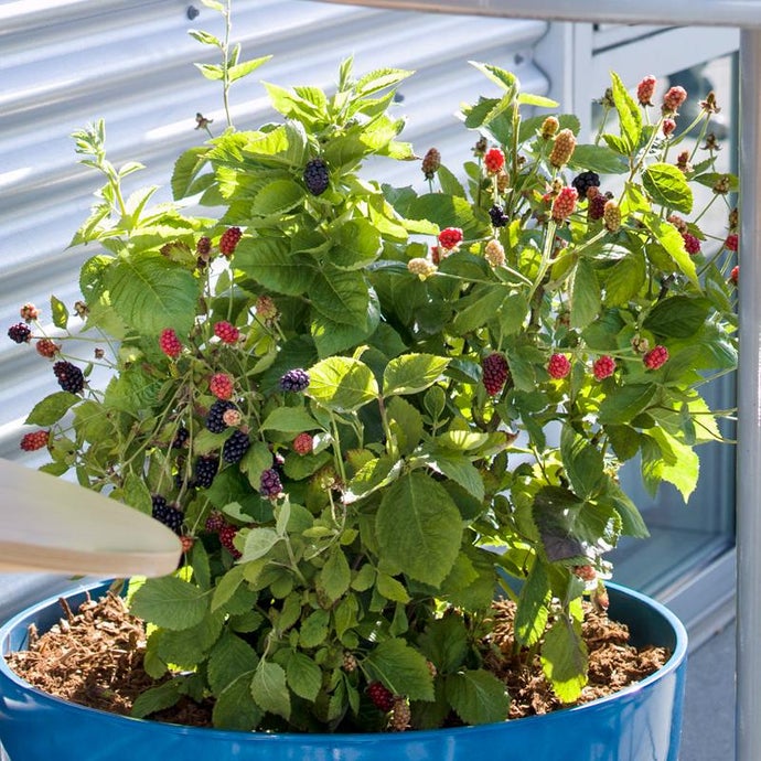 Blackberry - Baby Cakes (Potted) (Each)