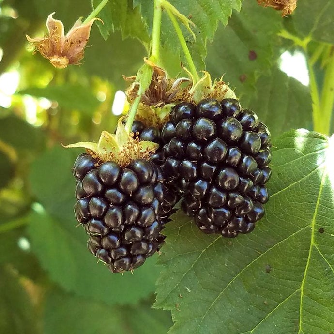 Blackberry - Black Satin Thornless (Potted) (Each)