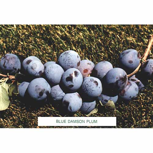 Blue Damson Plum Tree, European Type  (Semi-dwarf)