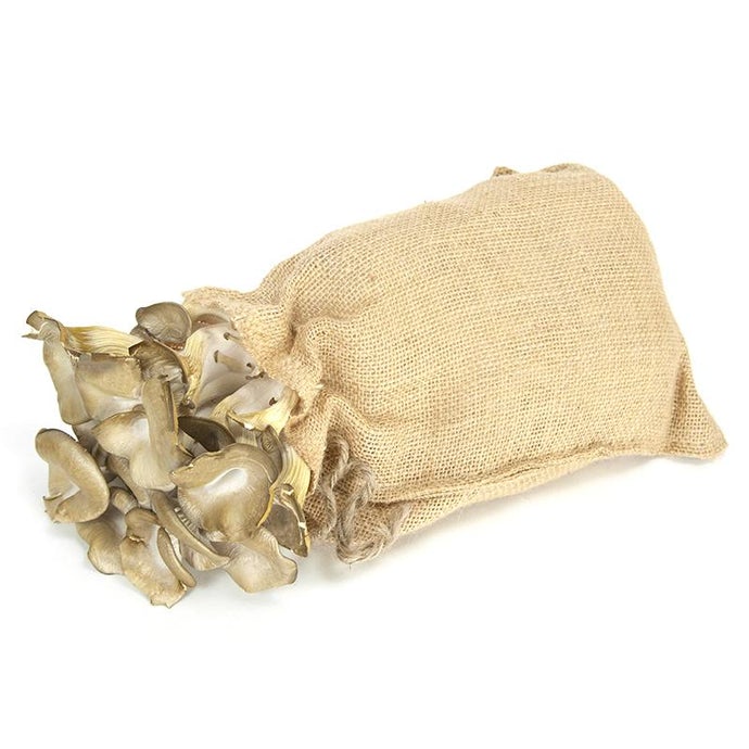 Blue Oyster Mushroom Kit in Burlap