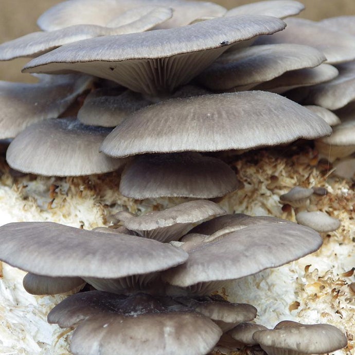 Blue Oyster Mushroom Kit