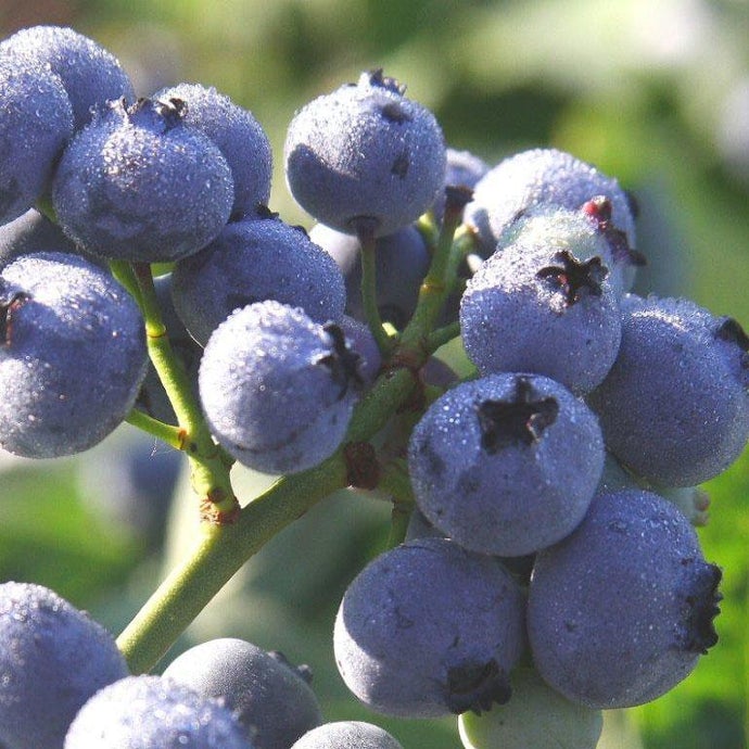 Blueberry - Bluegold (Mid-season)