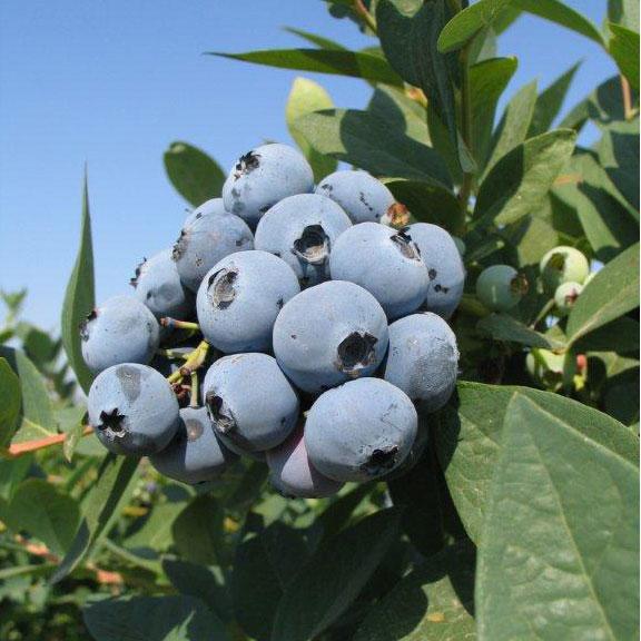 Blueberry - Jewel (Early Mid-Season)