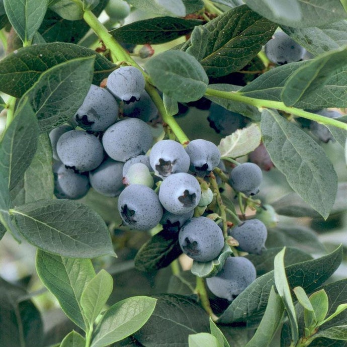 Blueberry - Misty (Early Harvest)