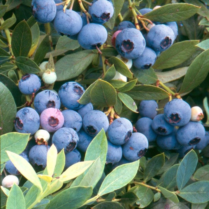 Blueberry - Sunshine Blue (Mid-Late Harvest)