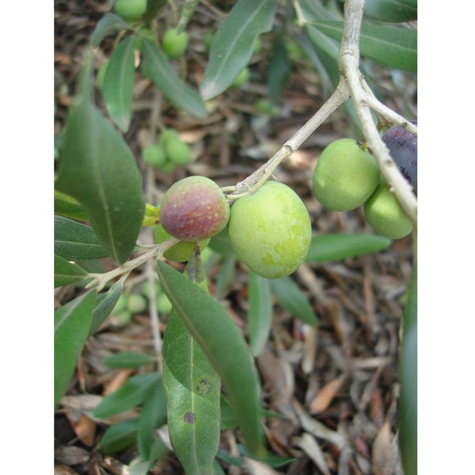 Bouteillan Olive Tree (Potted) (Standard)