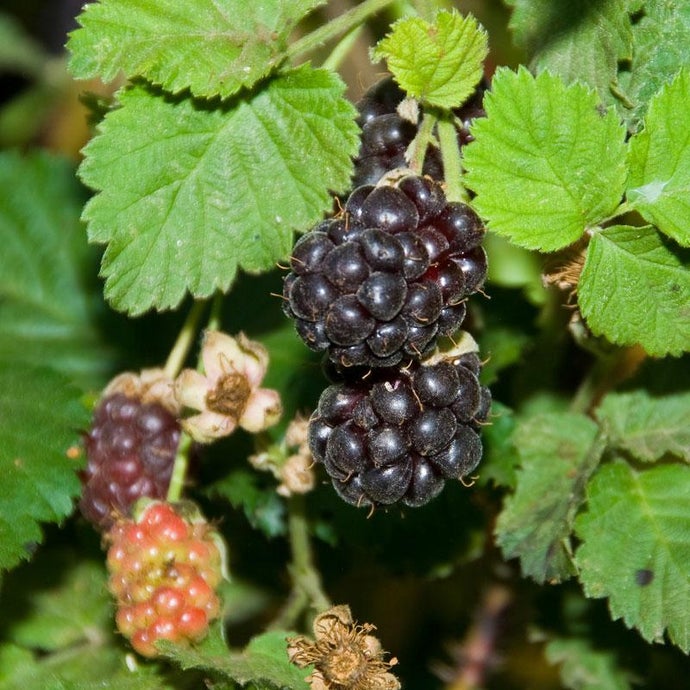 Boysenberry (Thornless) (Each)