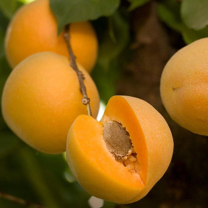 Brittany Gold Apricot Tree (Semi-dwarf)