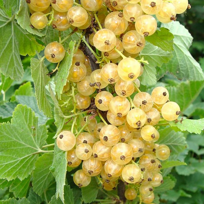 Cherry White Currant (Each)