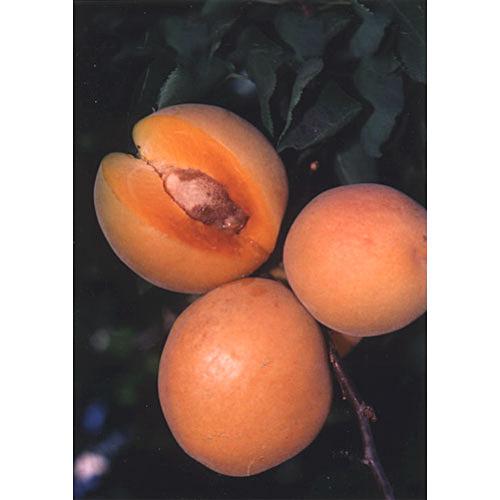 Chinese Apricot Tree (Semi-dwarf)