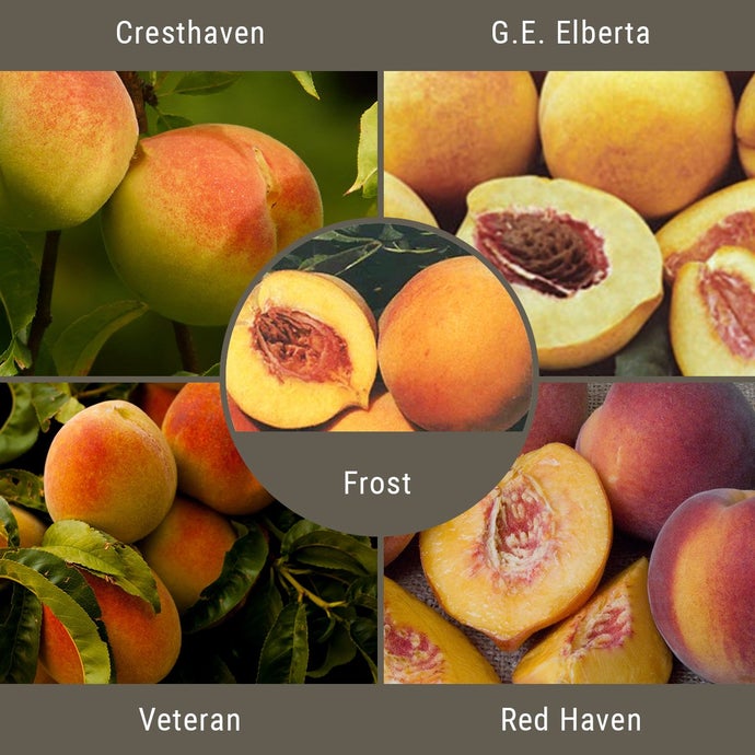 Cold Hardy Peaches, 3 on 1 Multiple Grafted Fruit Tree (Semi-dwarf)