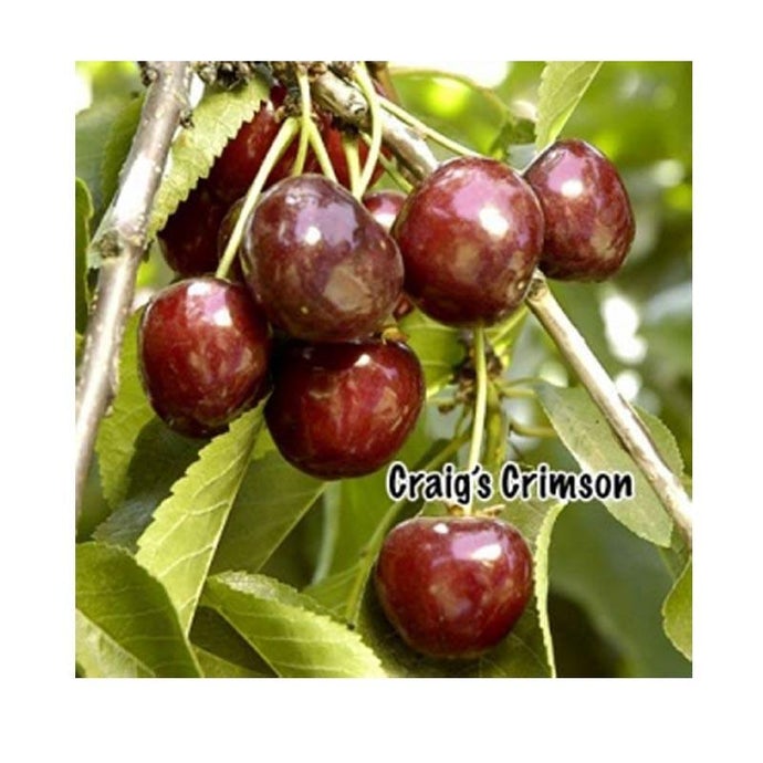 Craig's Crimson Cherry Tree (Dwarf)