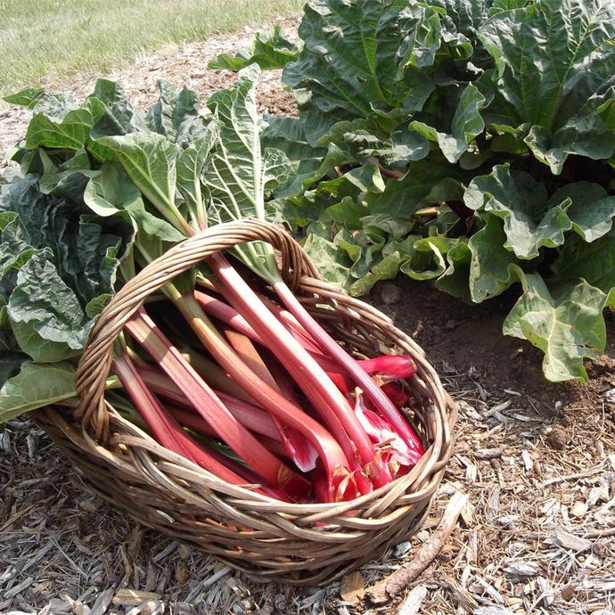 Crimson Cherry Rhubarb (Bundle of 2)