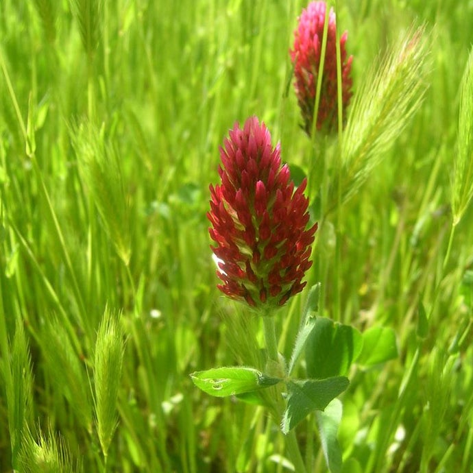 Crimson Clover - Nitrocoated Seed (Lb)