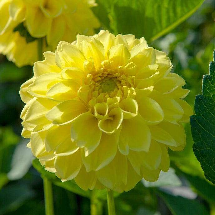 Dahlia American Sun