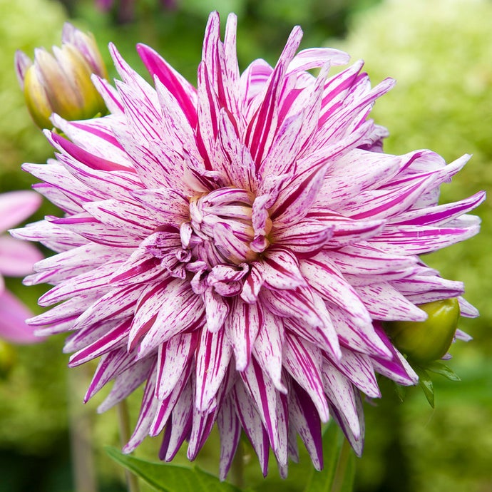 Dahlia Blackberry Ripple