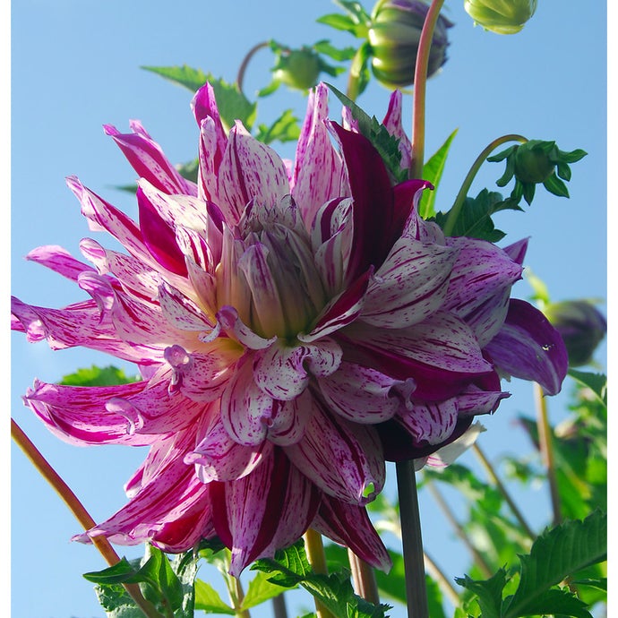 Dahlia Bristol Stripe