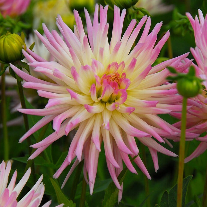 Dahlia Cabana Banana (Pack of 2)