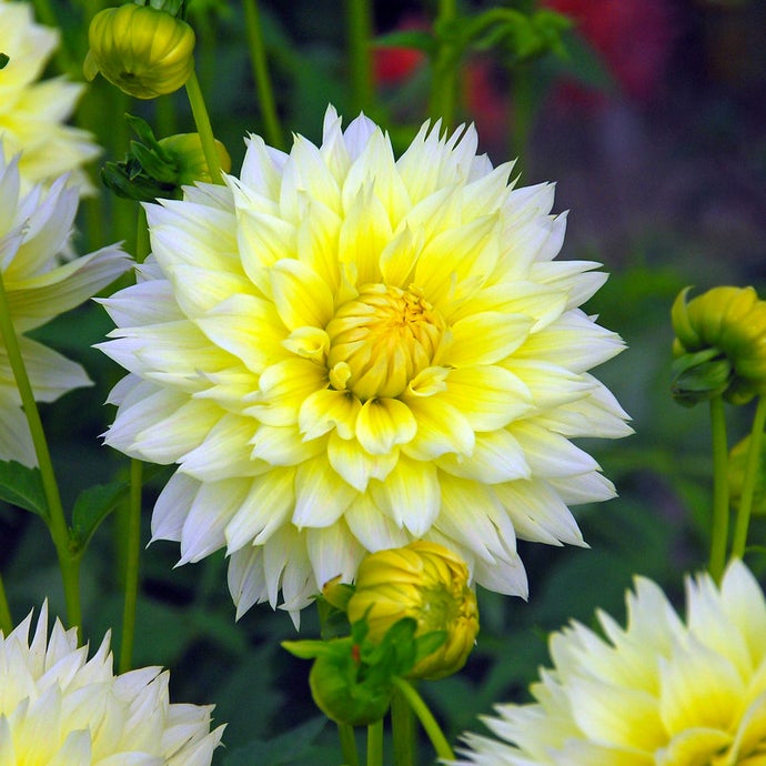 Dahlia Canary Fubuki