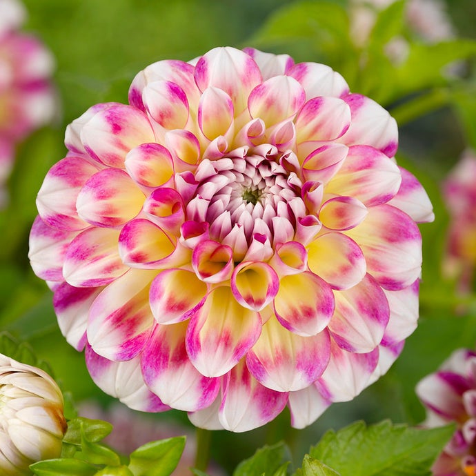 Dahlia Hawaii