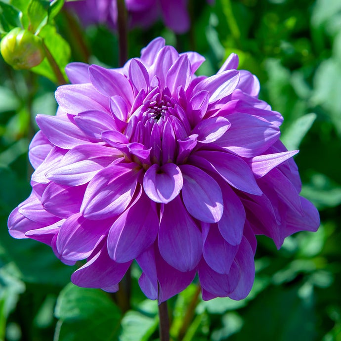 Dahlia Lilac Time (Pack of 2)