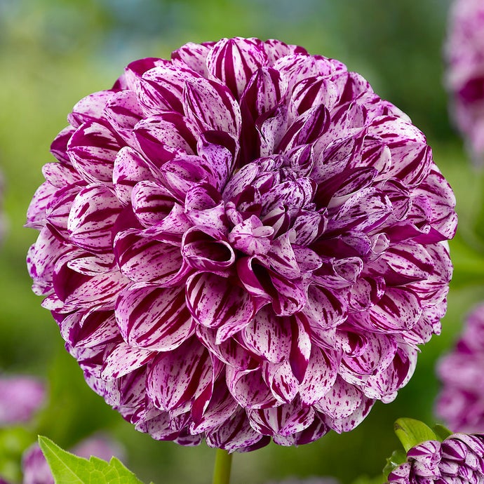 Dahlia Marble Ball