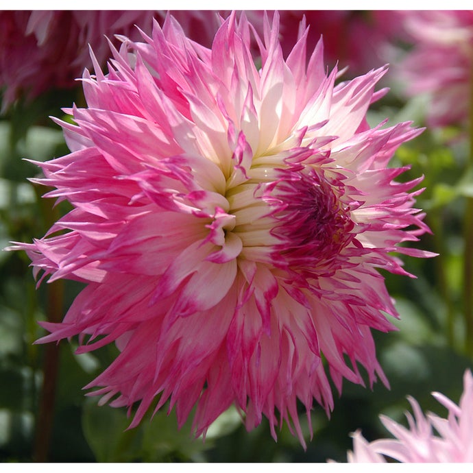 Dahlia Pinelands Princess (Pack of 2)